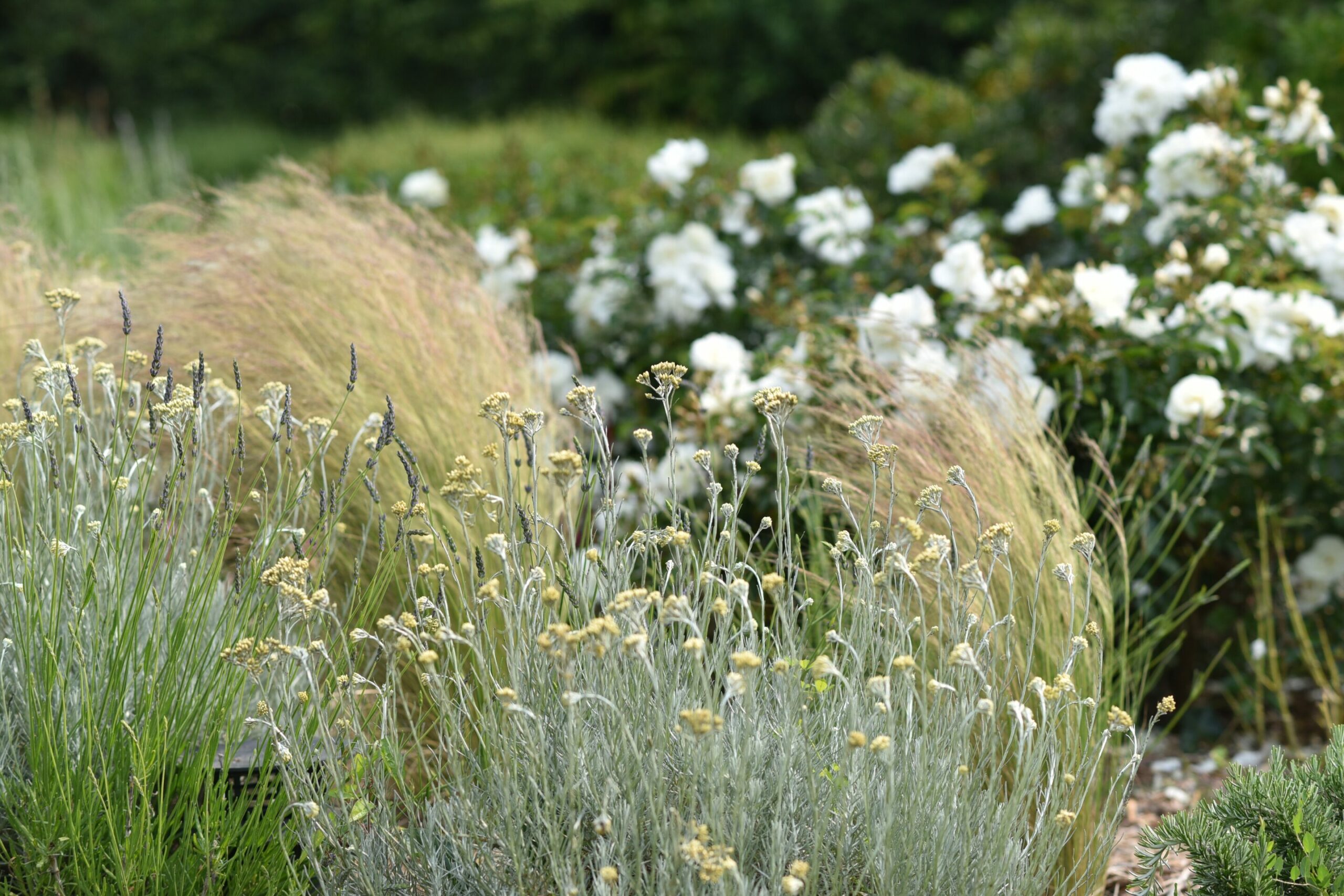 paysagiste belle ile_creation amenagement jardin (15)
