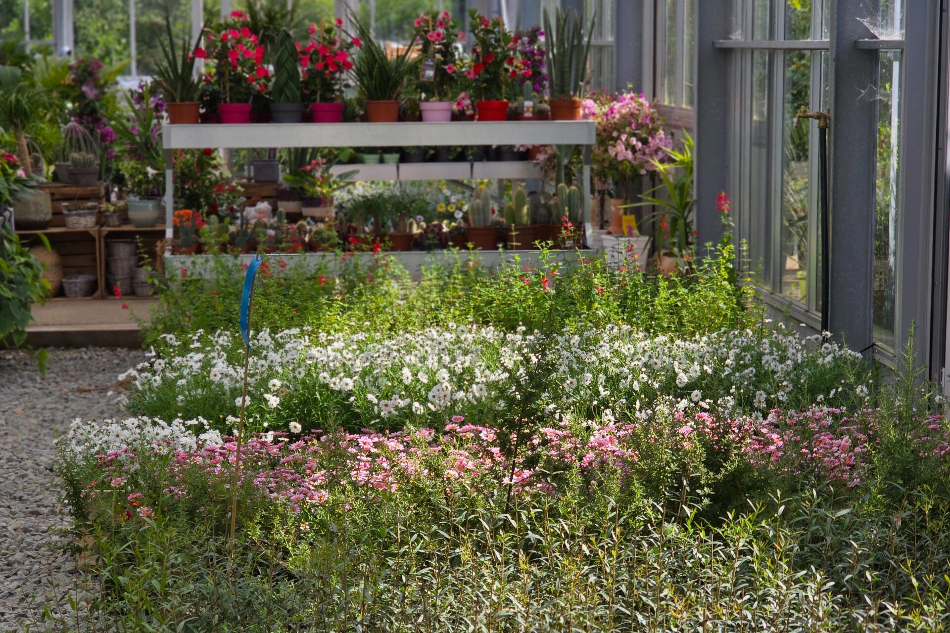 pepiniere et paysages belle ile_jardinerie bangor (35)
